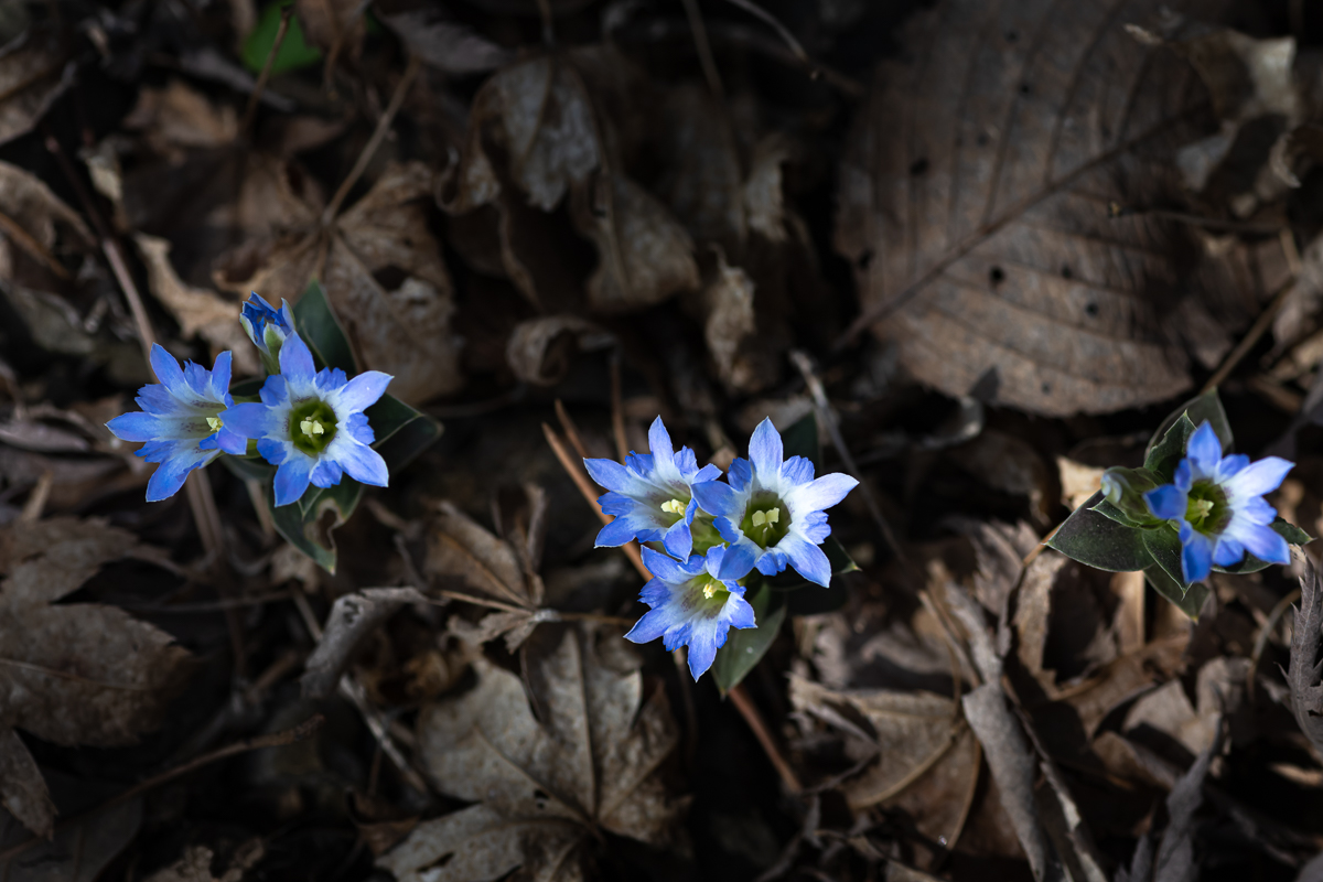 DSC_2116.jpg