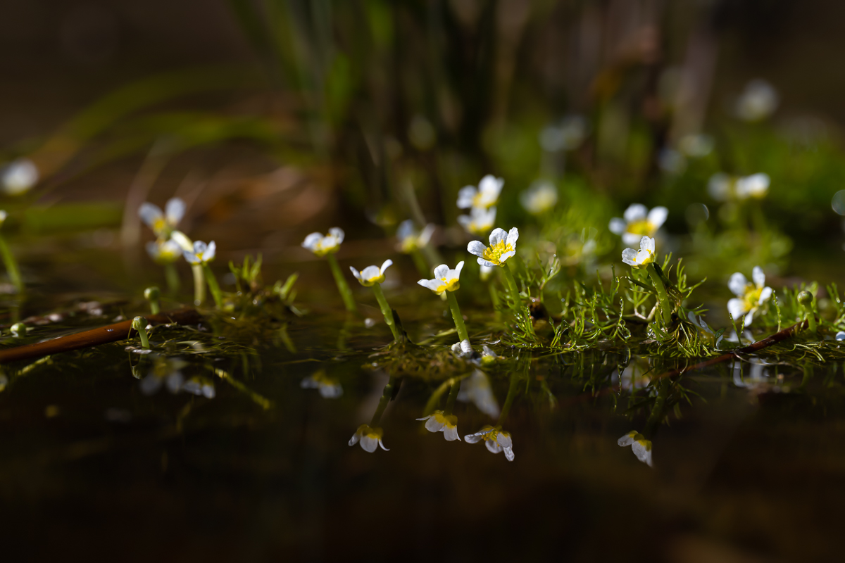 DSC_1272.jpg