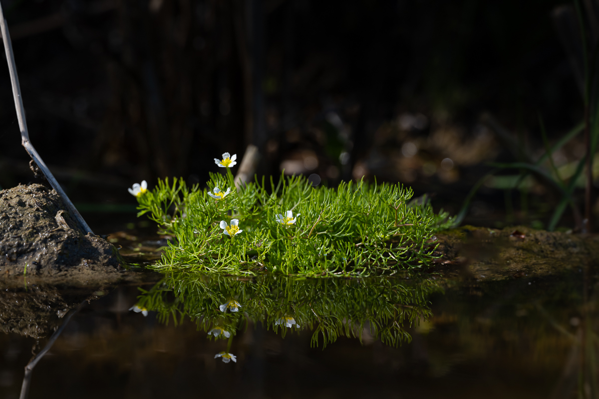 DSC_1300.jpg