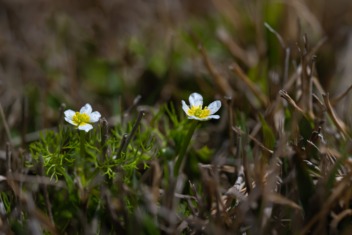 DSC_1198.jpg