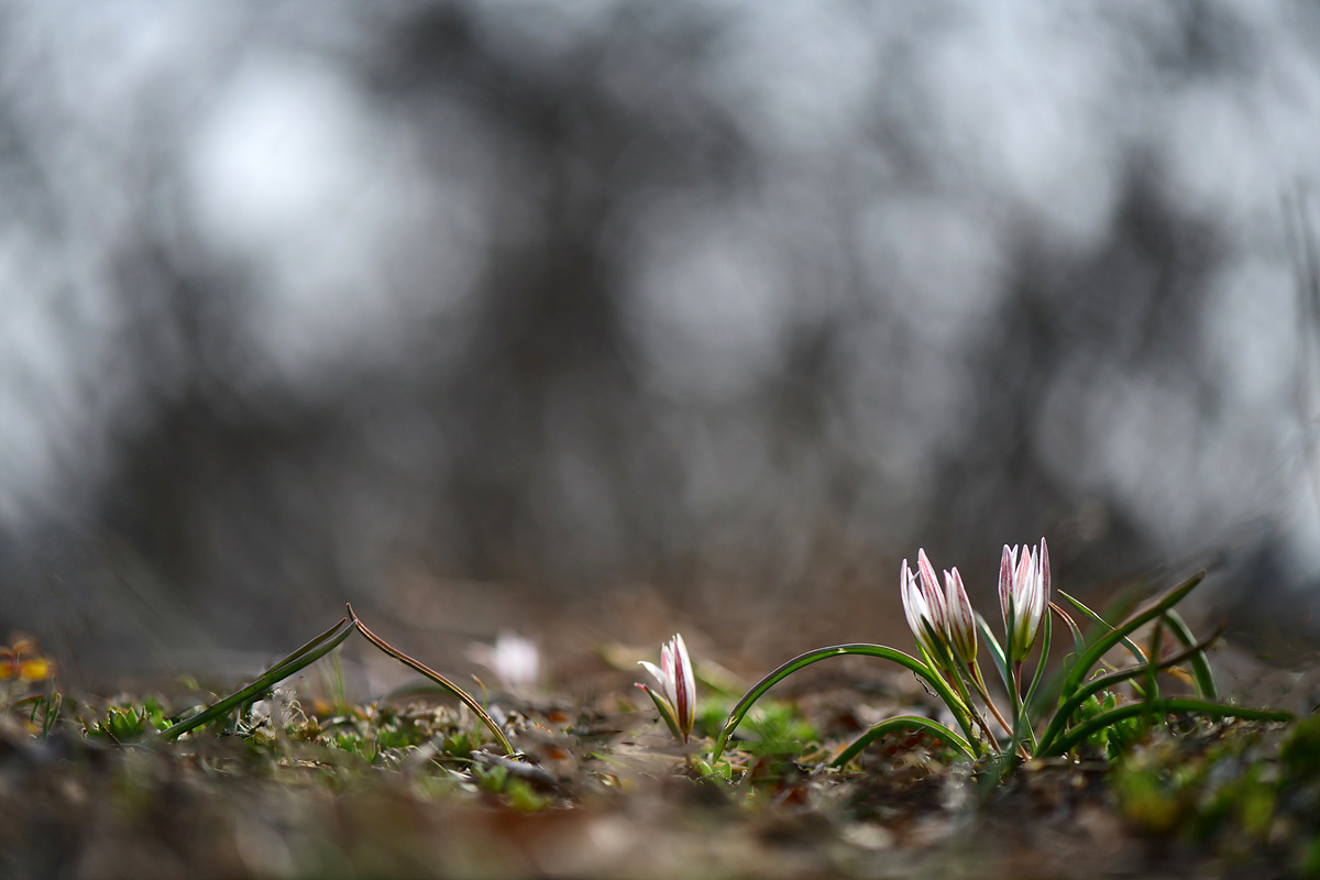 DSC_1603cc.jpg