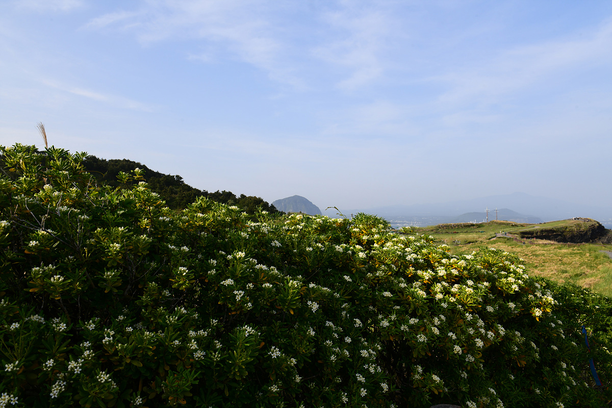 DSC_4960aaa.jpg