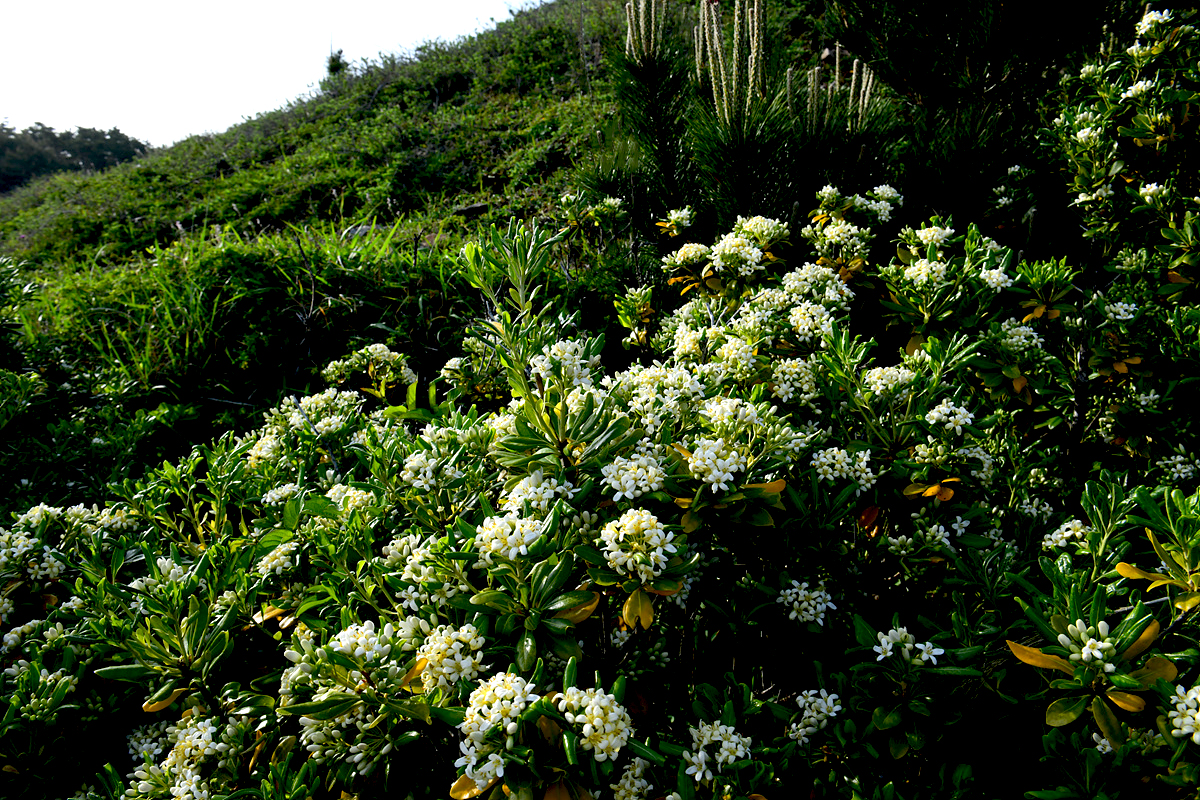 DSC_4975sss.jpg