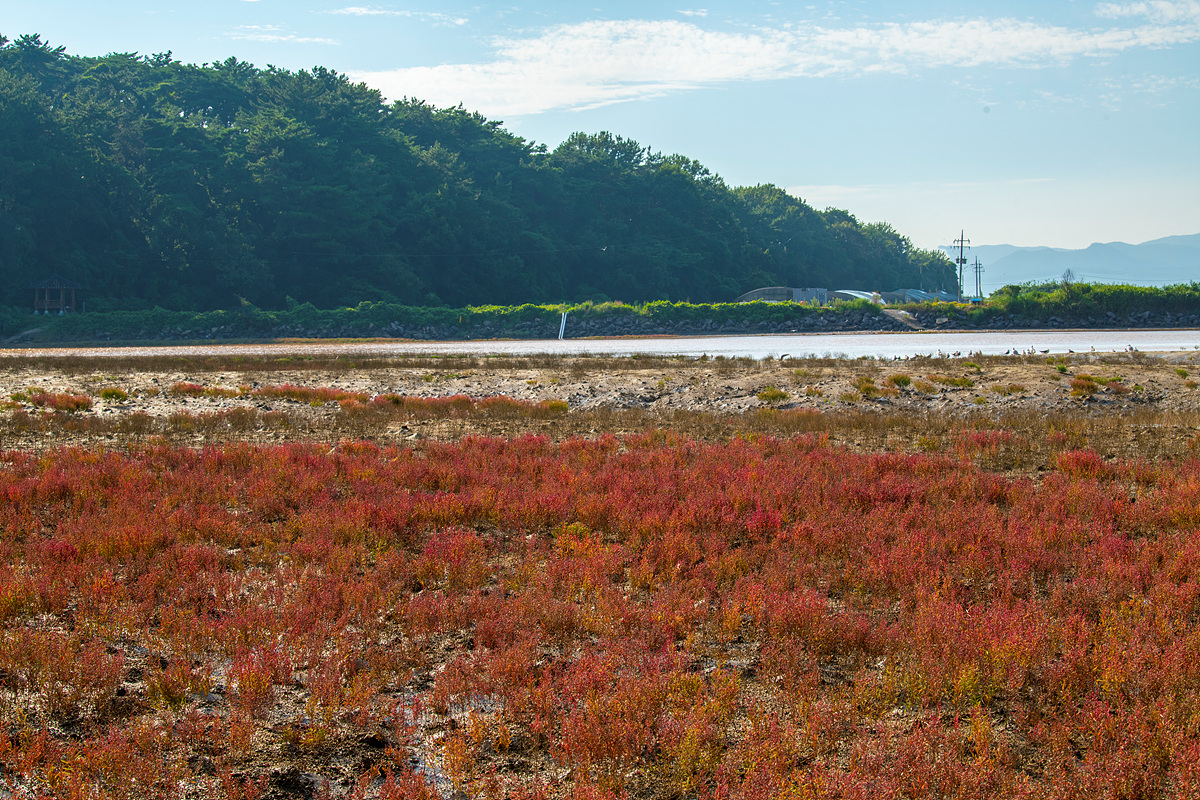 DSC_2594ss.jpg