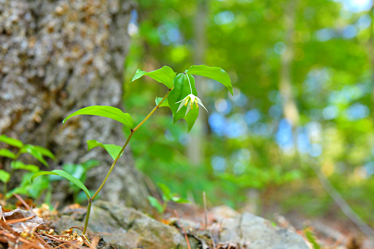 DSC_0205.jpg