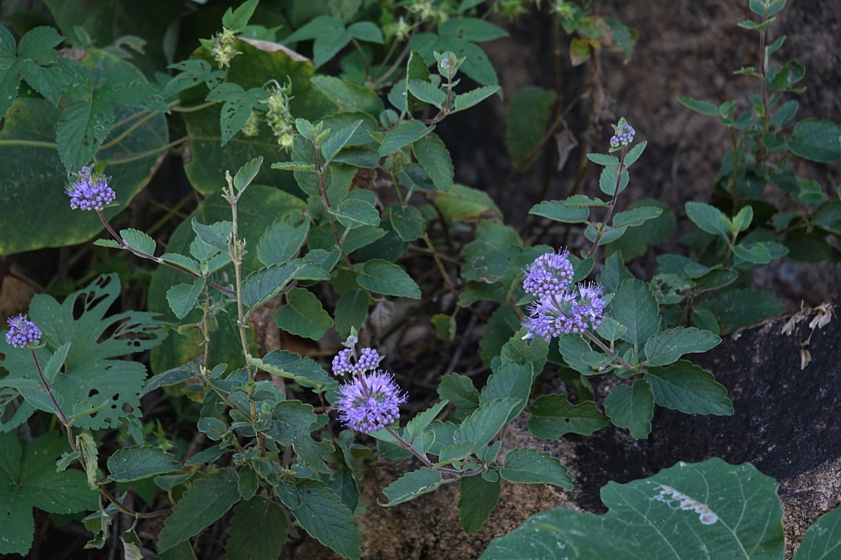 25-09-23 (108)-1.JPG