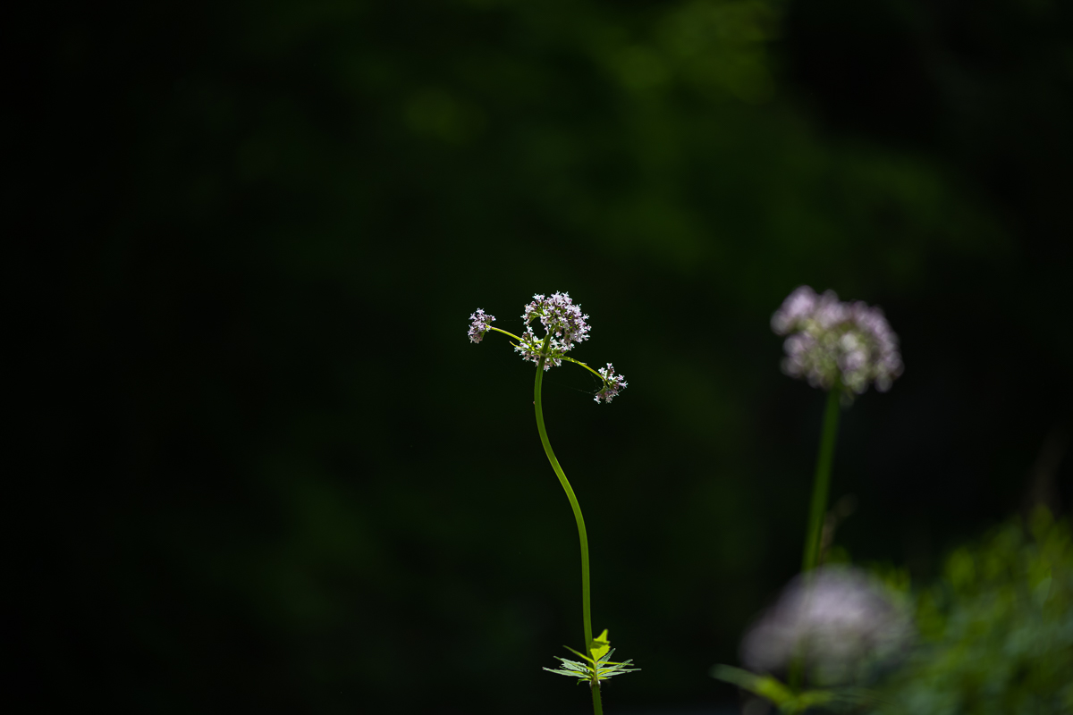 DSC_7389.jpg