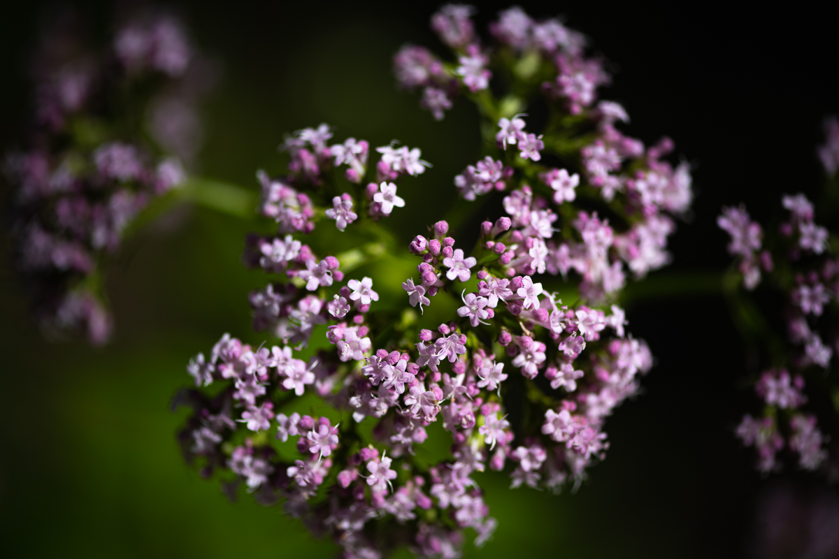 DSC_7420.jpg