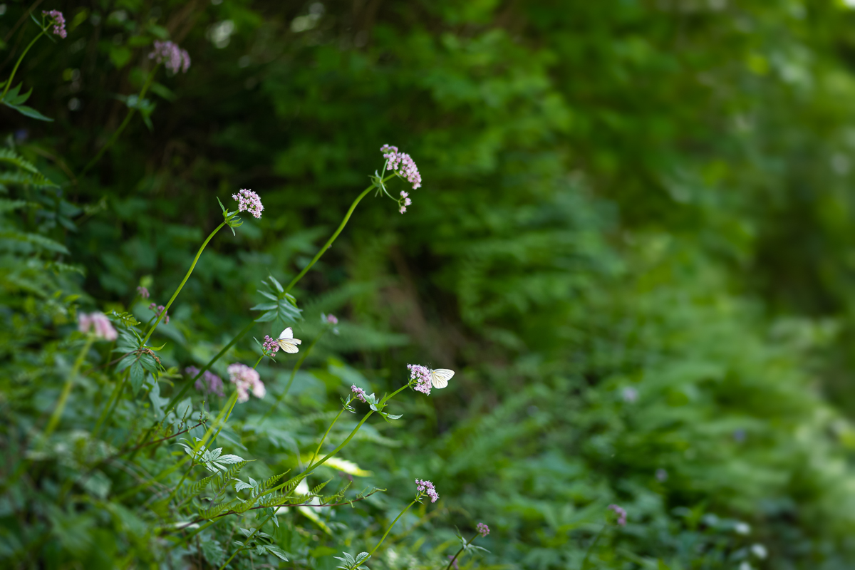 DSC_7372.jpg