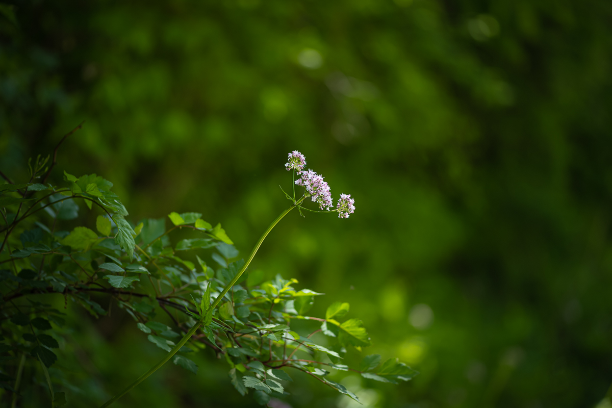 DSC_7386.jpg