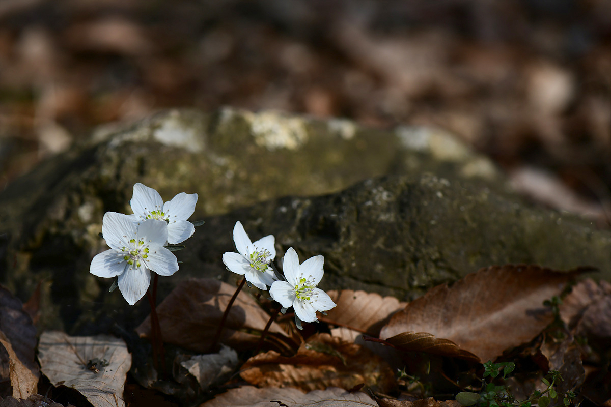DSC_1466ss.jpg
