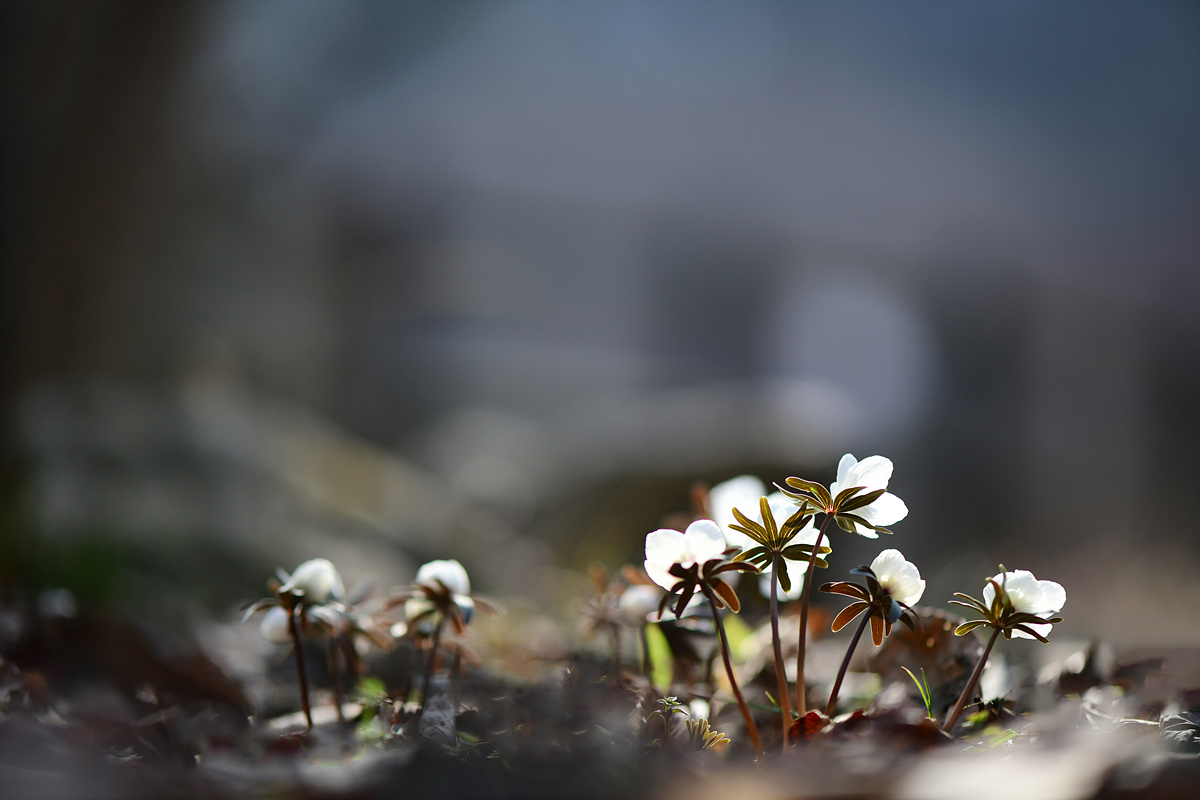 DSC_1522sss.jpg