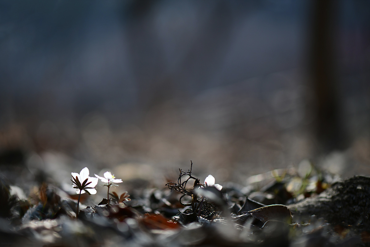 DSC_1507ccv.jpg