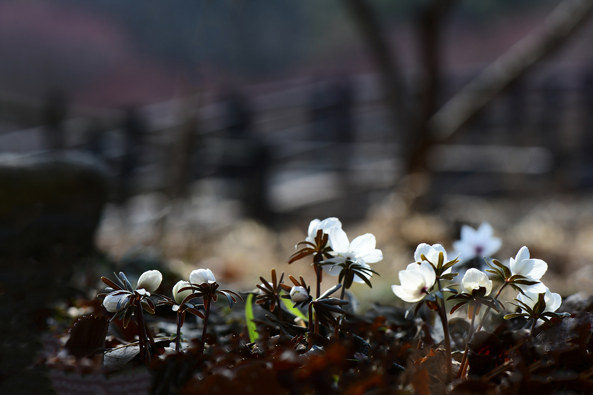 DSC_1469ccc.jpg