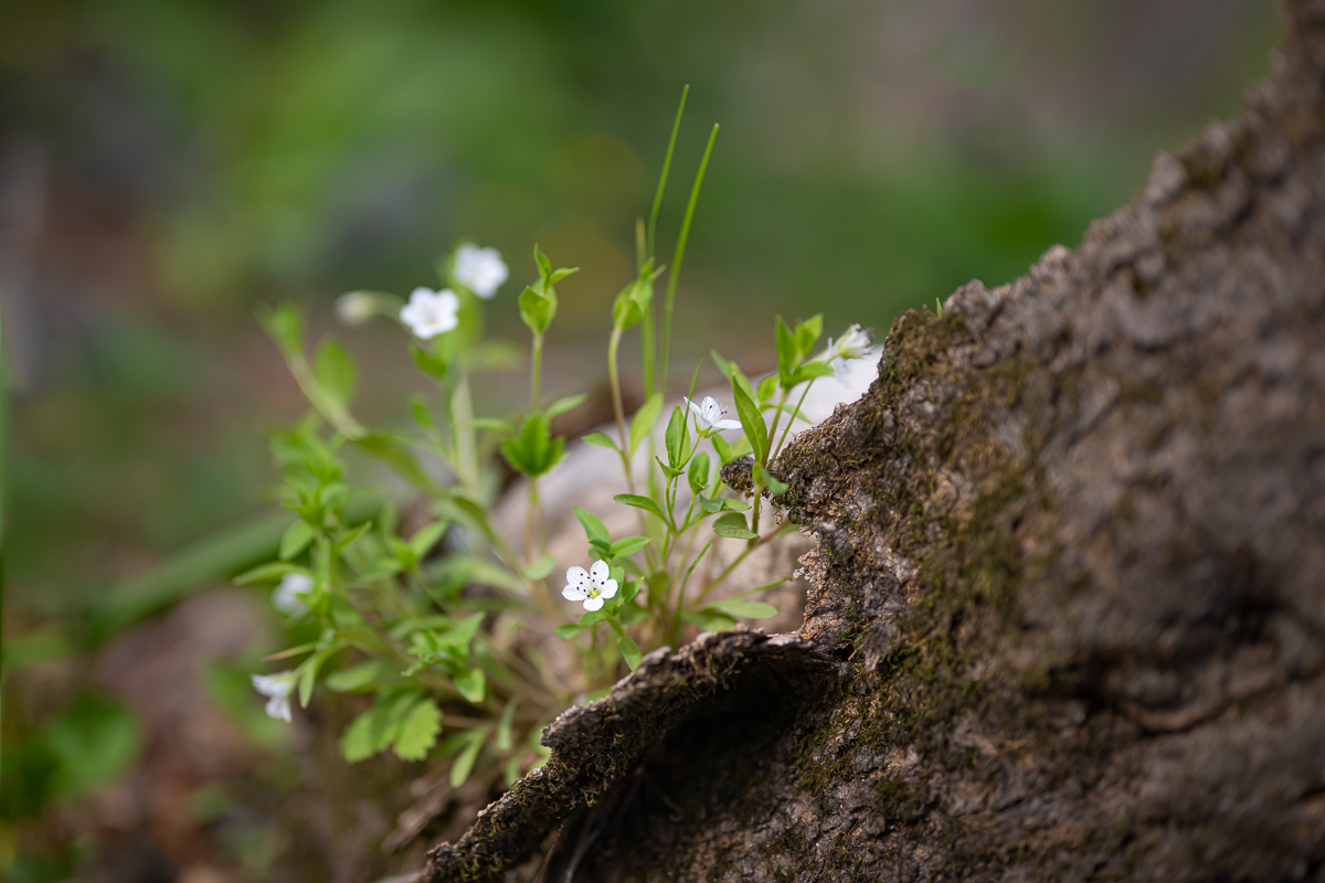 DSC_7123.jpg