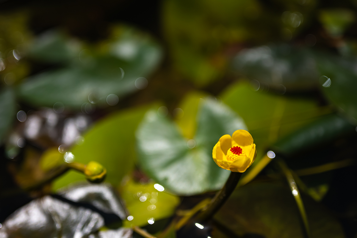 DSC_7318.jpg