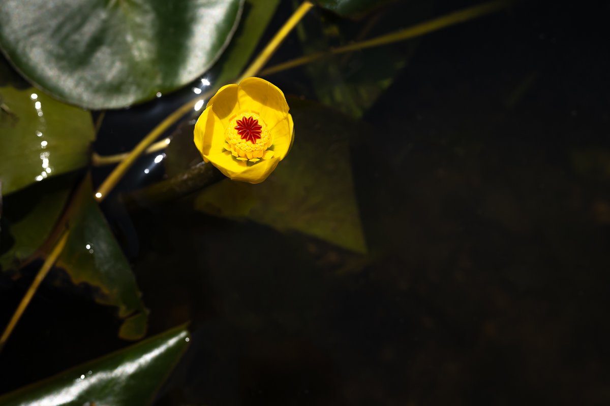 DSC_7345.jpg
