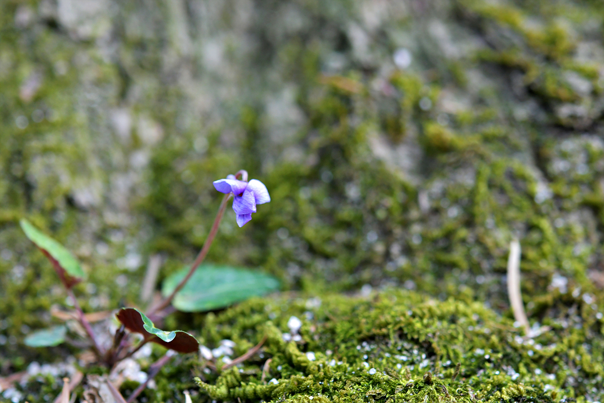 DSC_7978.jpg