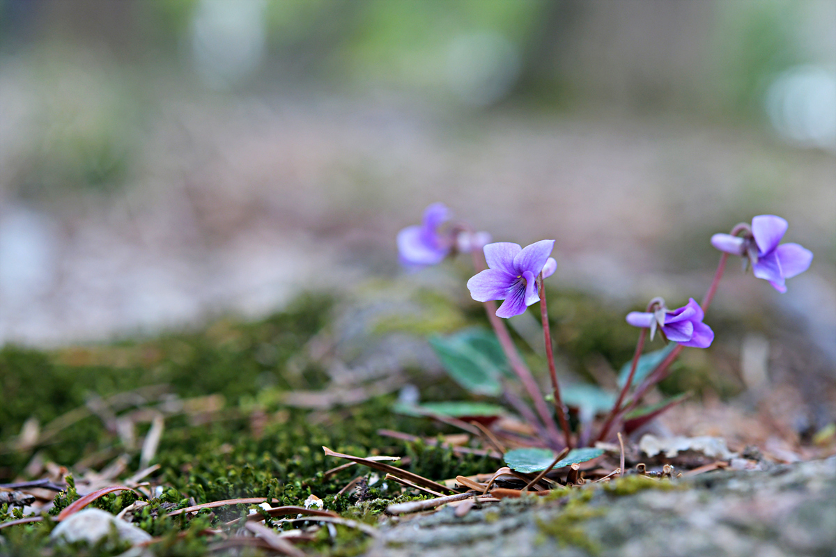 DSC_7981.jpg