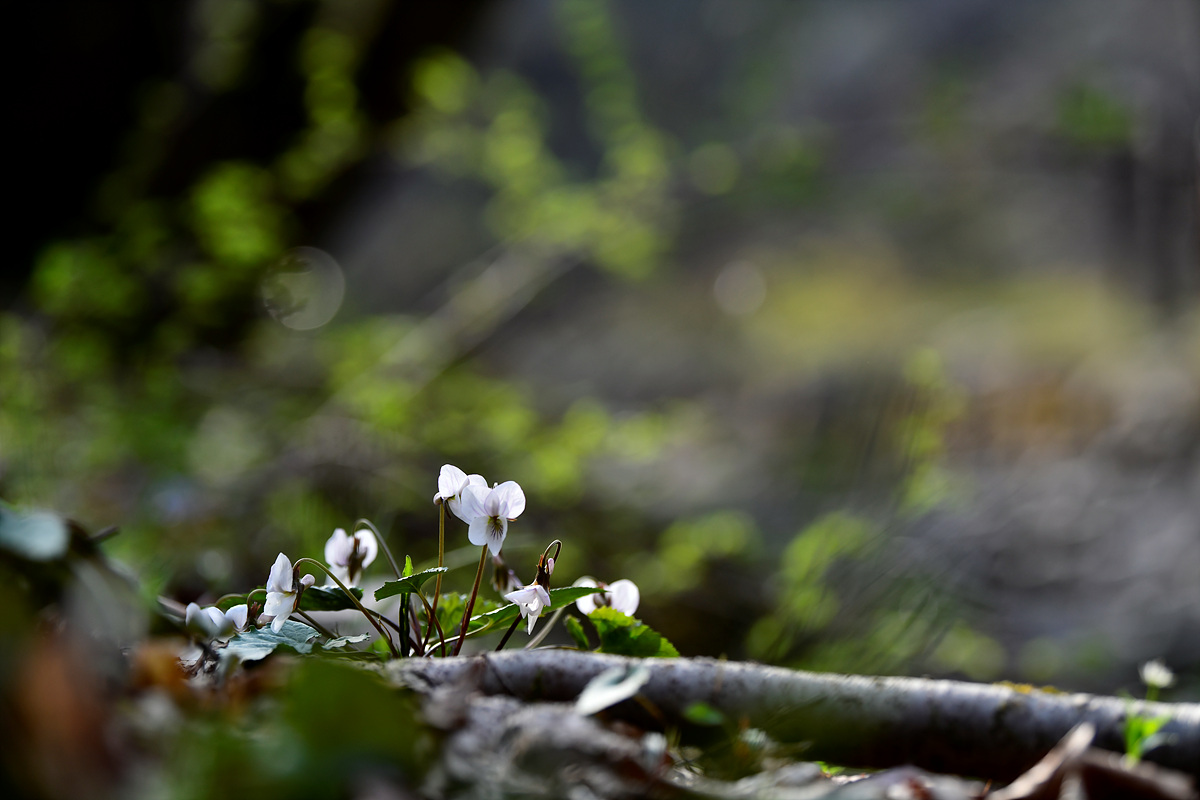 _DSC3547.jpg