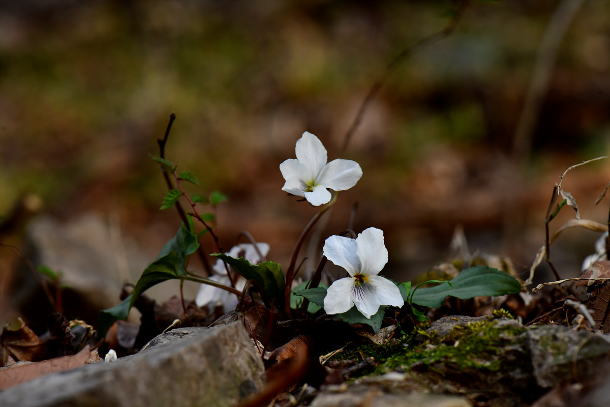 _DSC3582.jpg