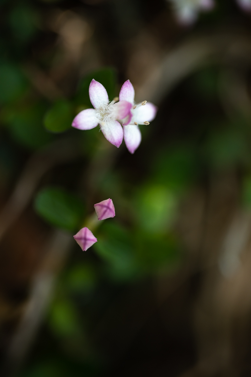 DSC_7685.jpg