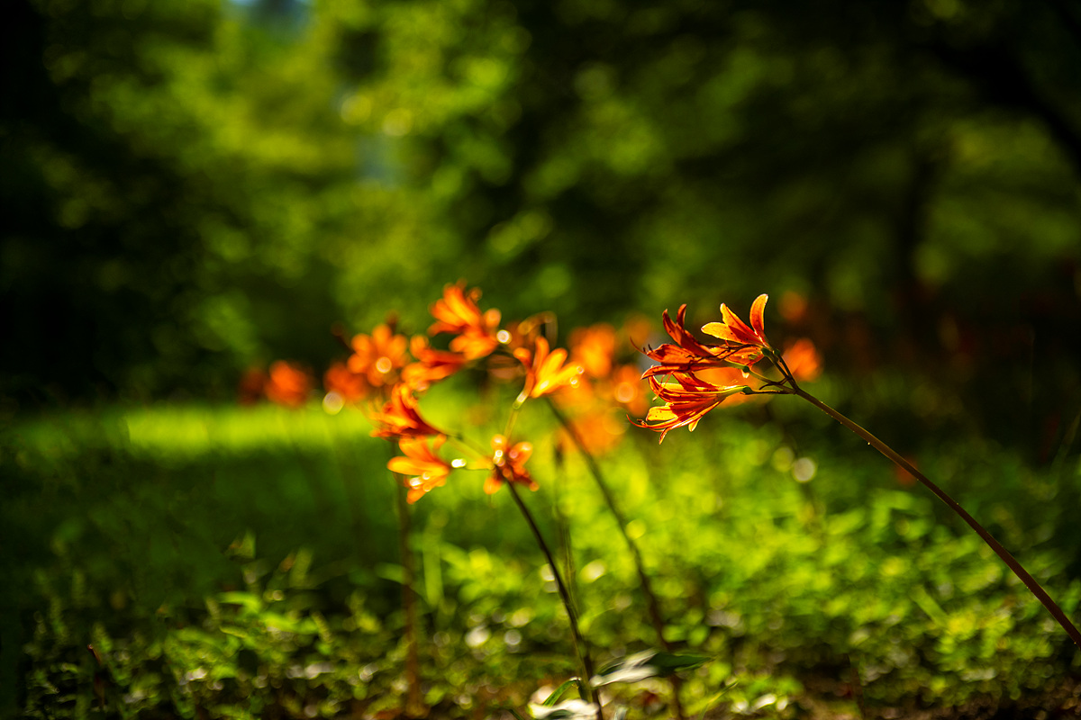 DSC_5217aa.jpg