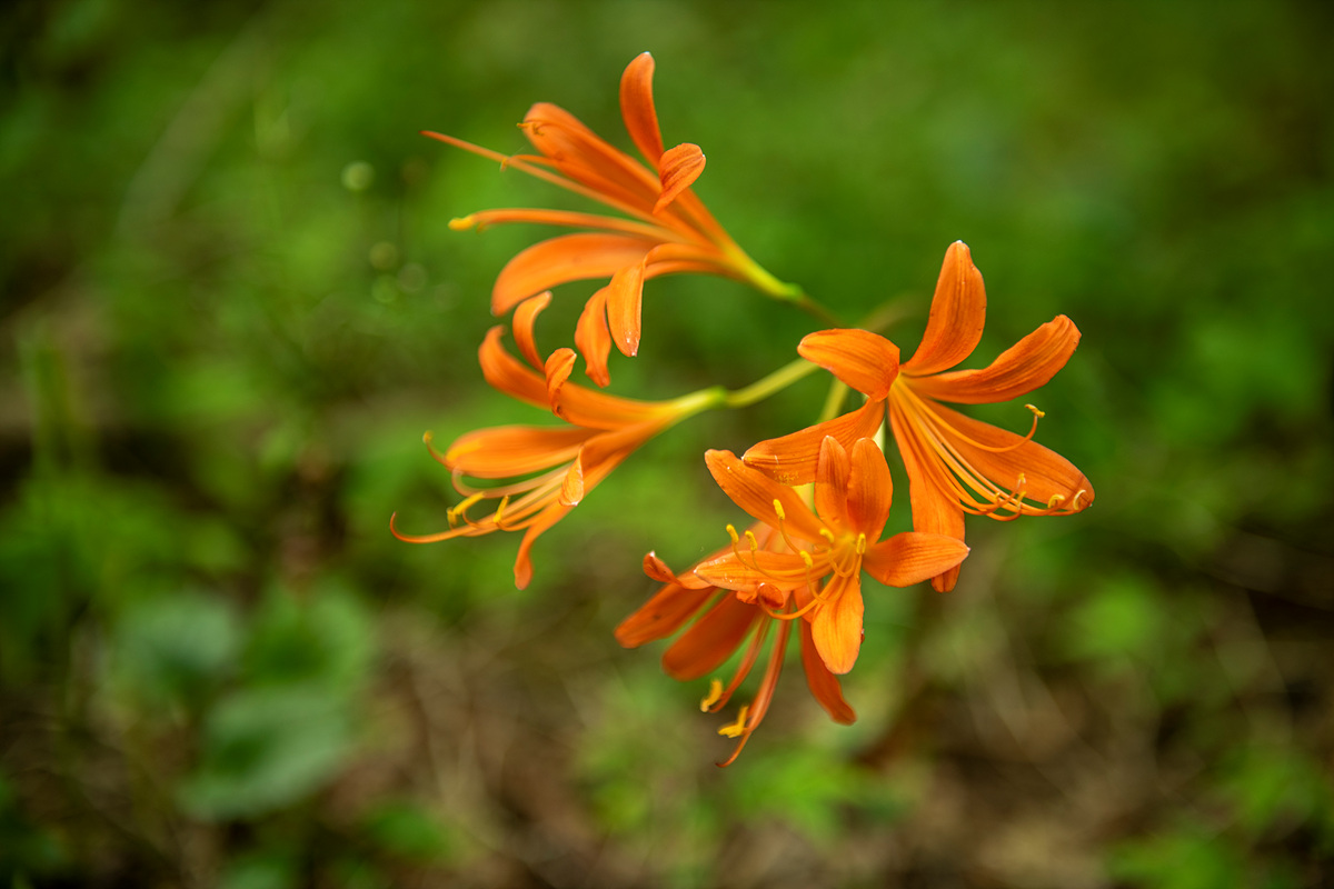 DSC_5209aa.jpg