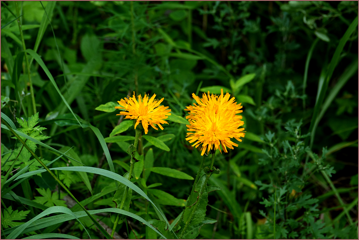 KHS03233.jpg