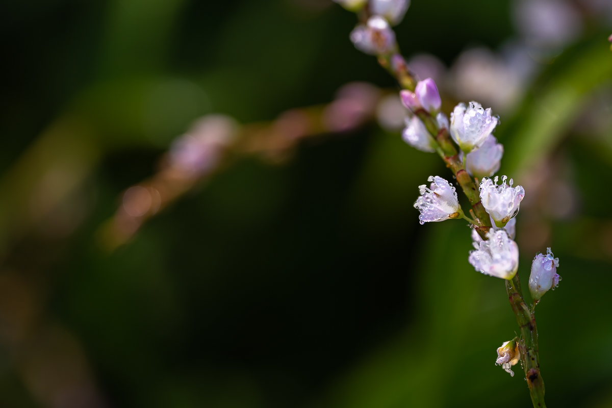 DSC_0520.jpg