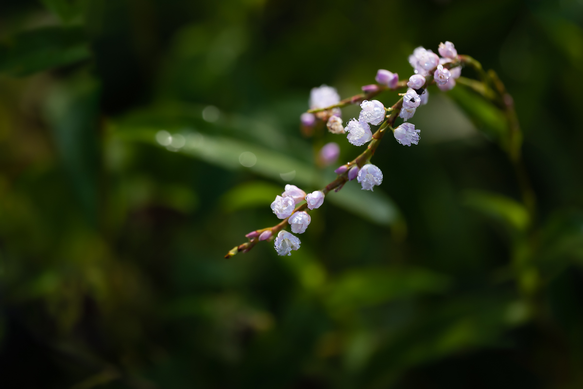 DSC_0514.jpg