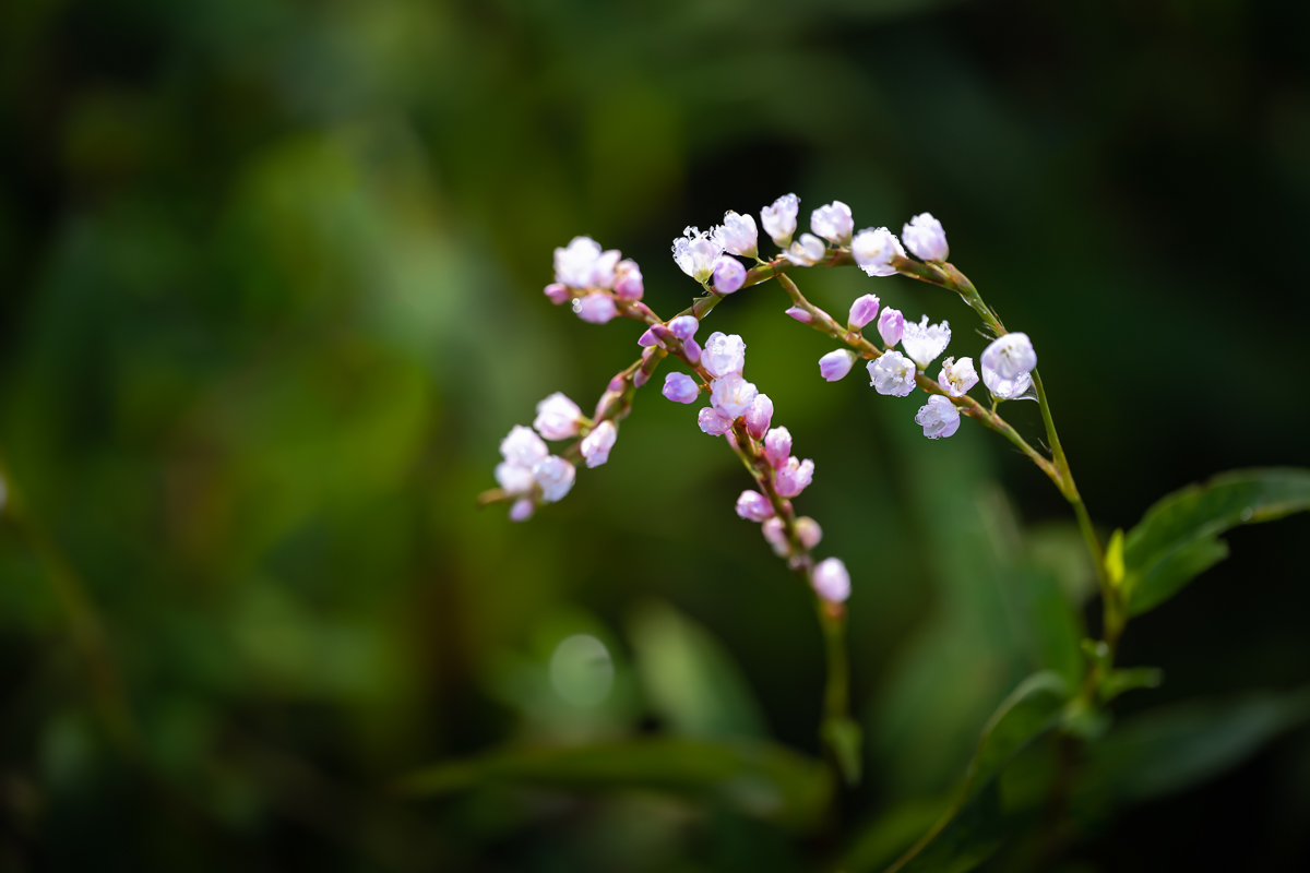 DSC_0507.jpg