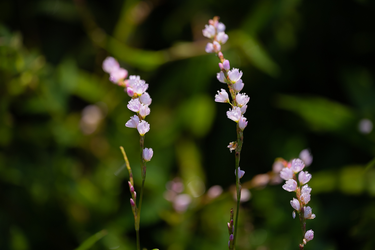 DSC_0523.jpg