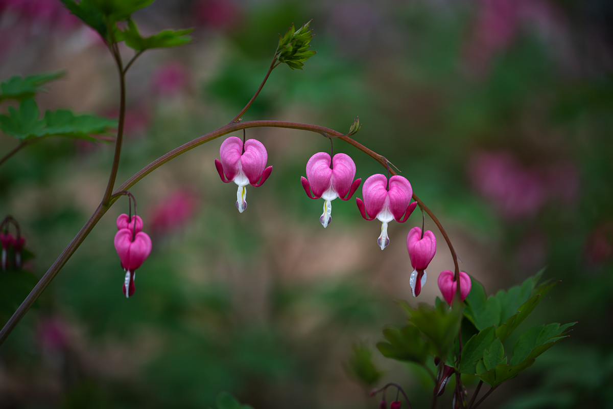 DSC_3009.jpg