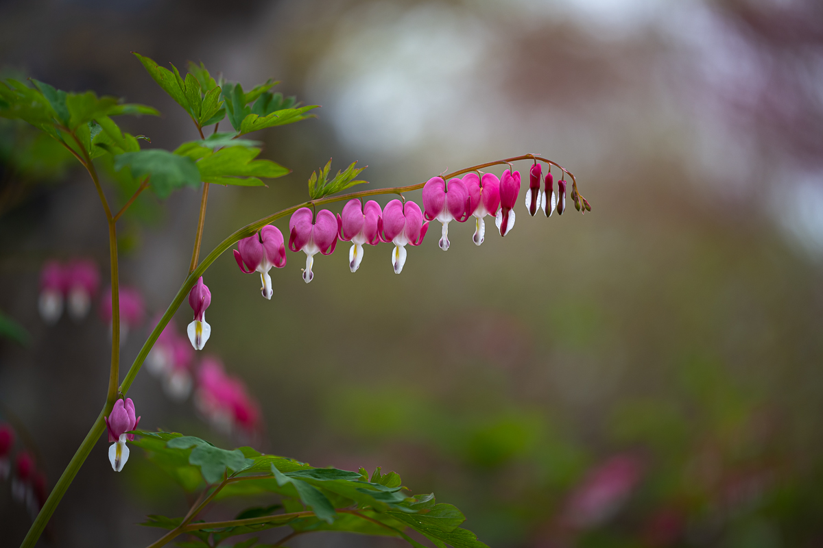 DSC_3012.jpg