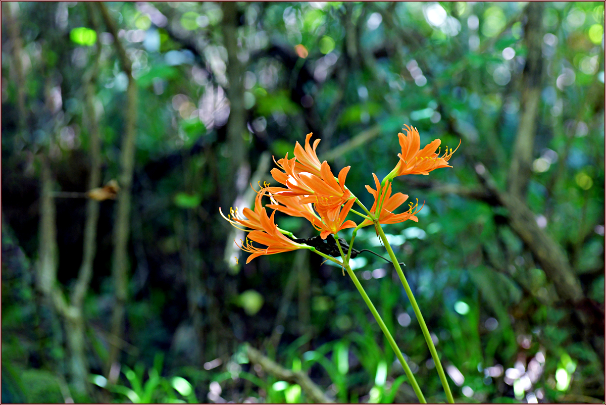 DSC_4558.jpg