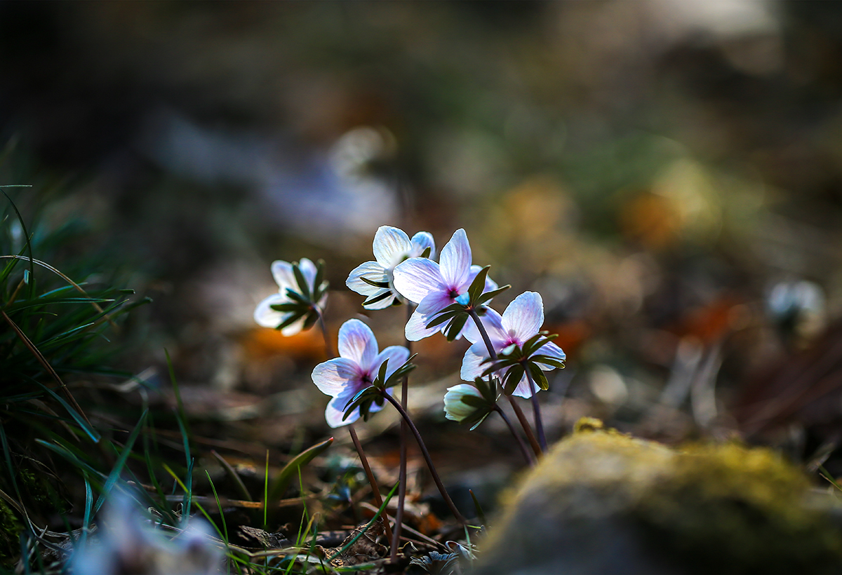 220214 변산바람꽃8.jpg