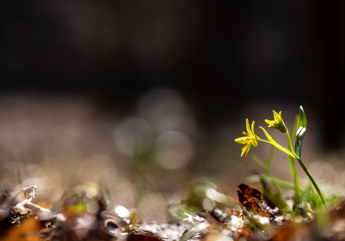 _DSC8852aa.jpg
