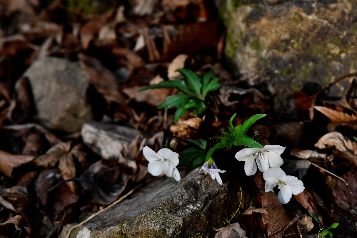 _DSC3581.jpg