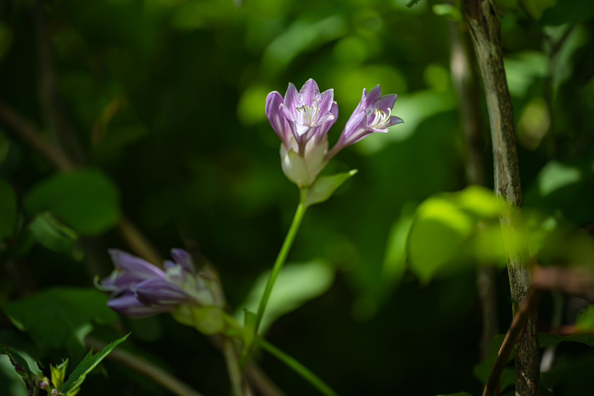 DSC_4730.jpg