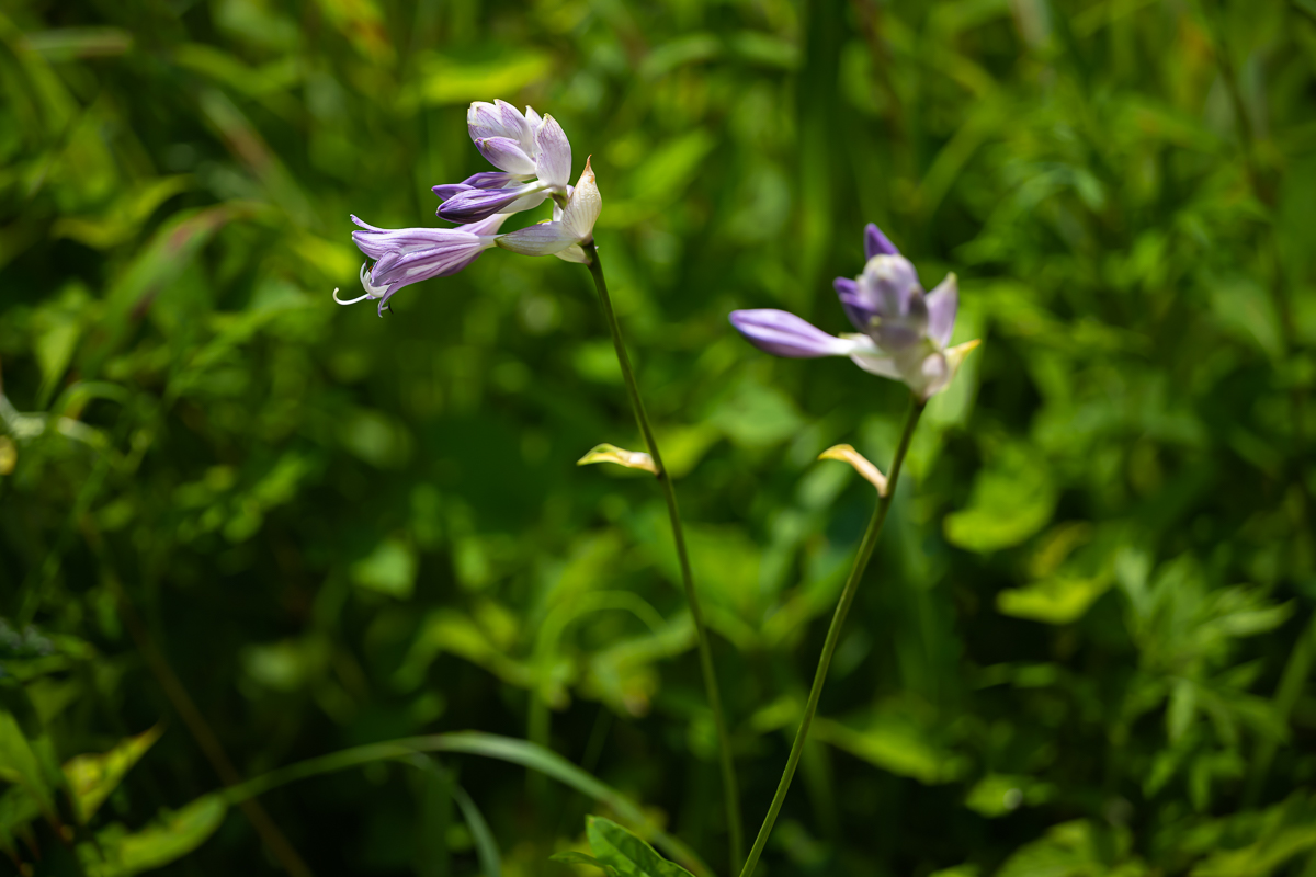 DSC_4920.jpg