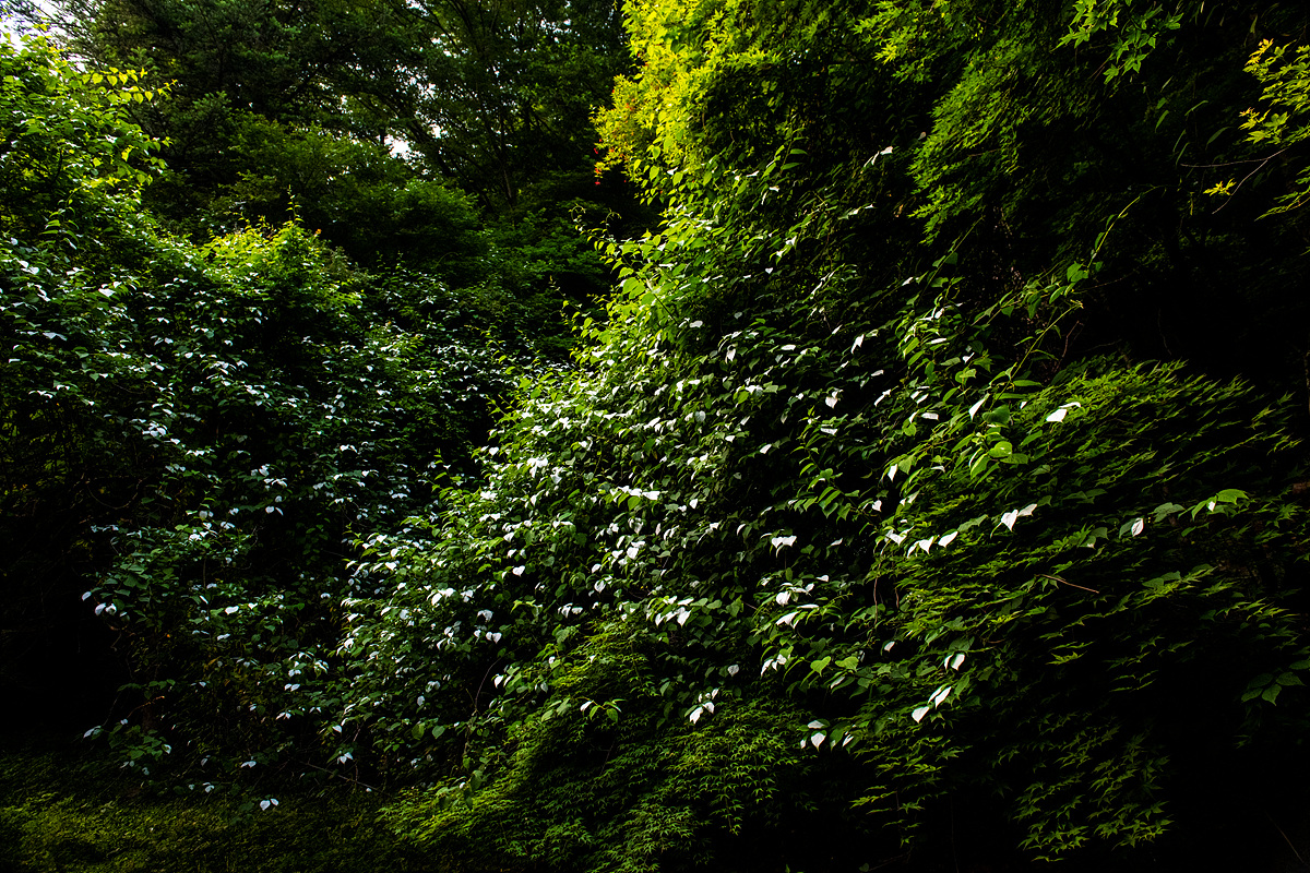 _DSC8255aaa.jpg