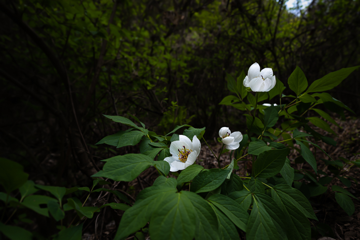 DSC_2291.jpg