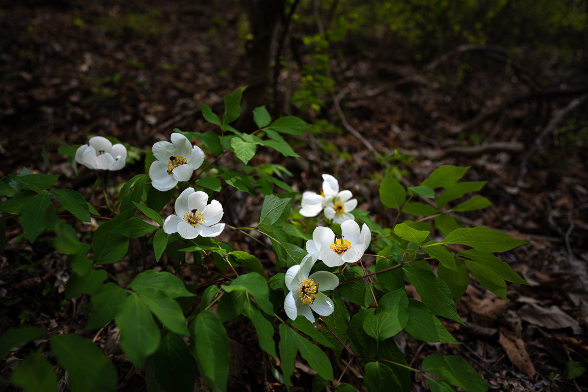 DSC_2366.jpg