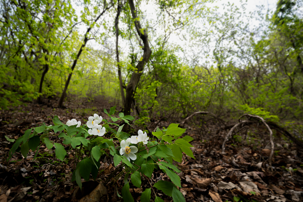 DSC_2352.jpg