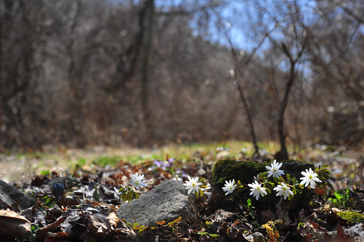DSC_0978s.jpg