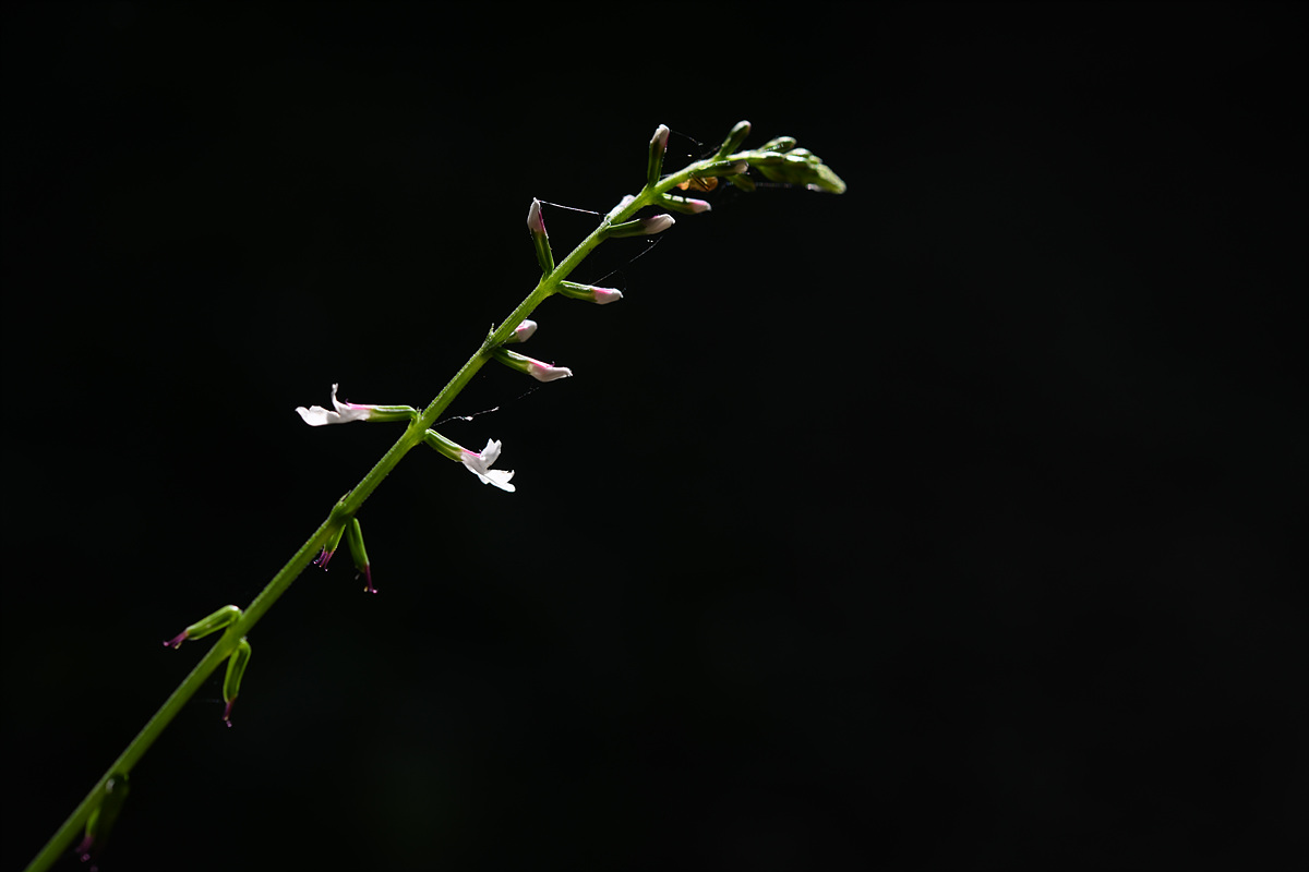 DSC_0220.jpg