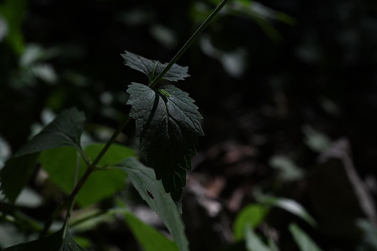 DSC_0222.jpg