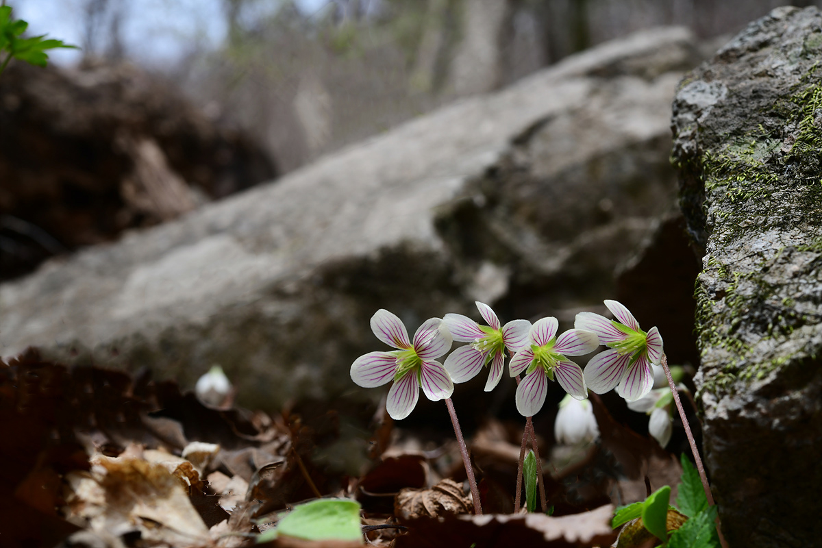 DSC_6436sss.jpg