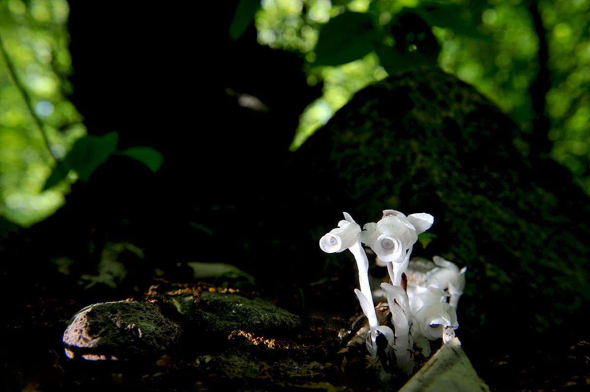 DSC_8434s.jpg